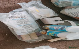 Budgerigars birds for sale: Budgies  - Image 10