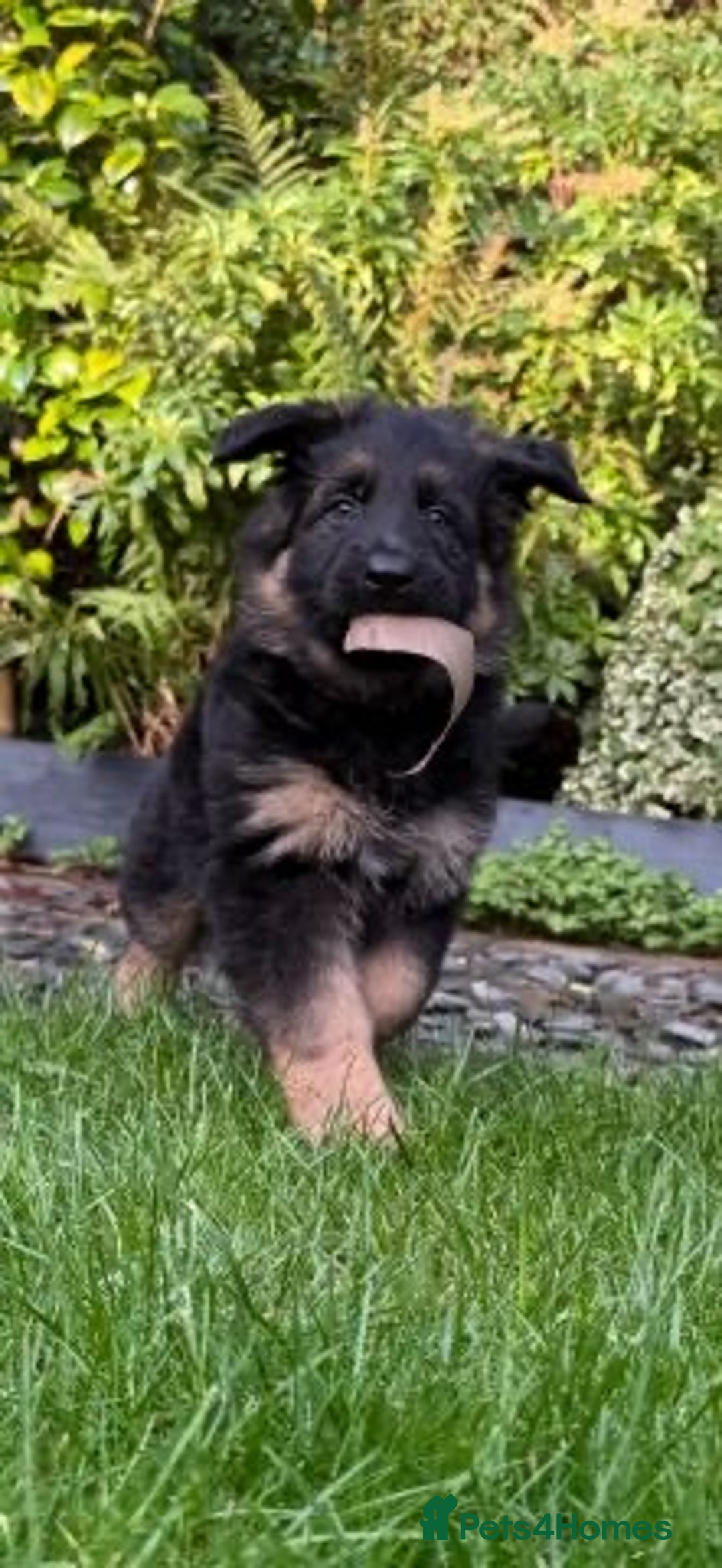 German Shepherd dogs for sale:  Kc Purebred German Shepherd  - Advert 4