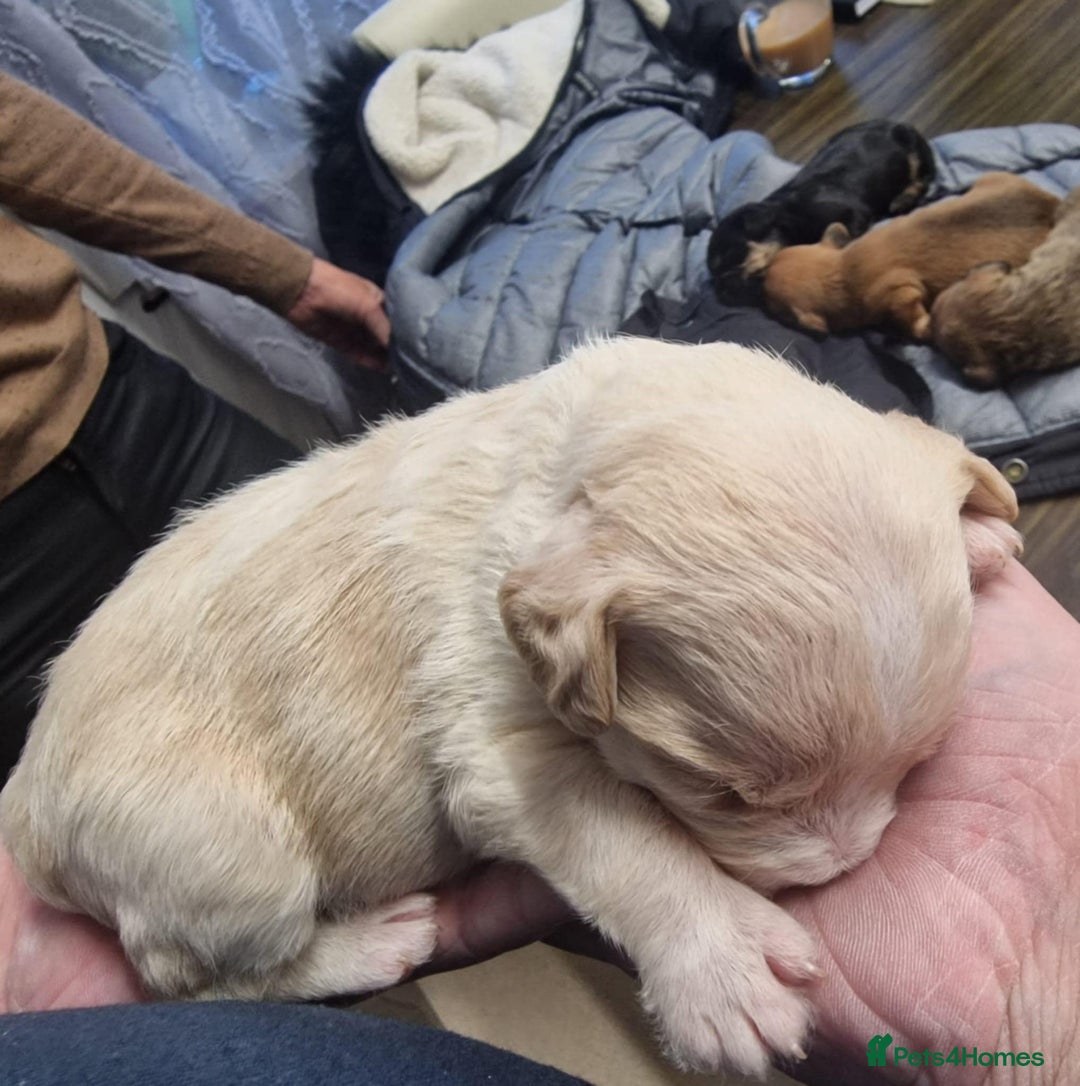 Mixed Breed dogs for sale: Gorgeous puppies looking for forever homes - Image 8