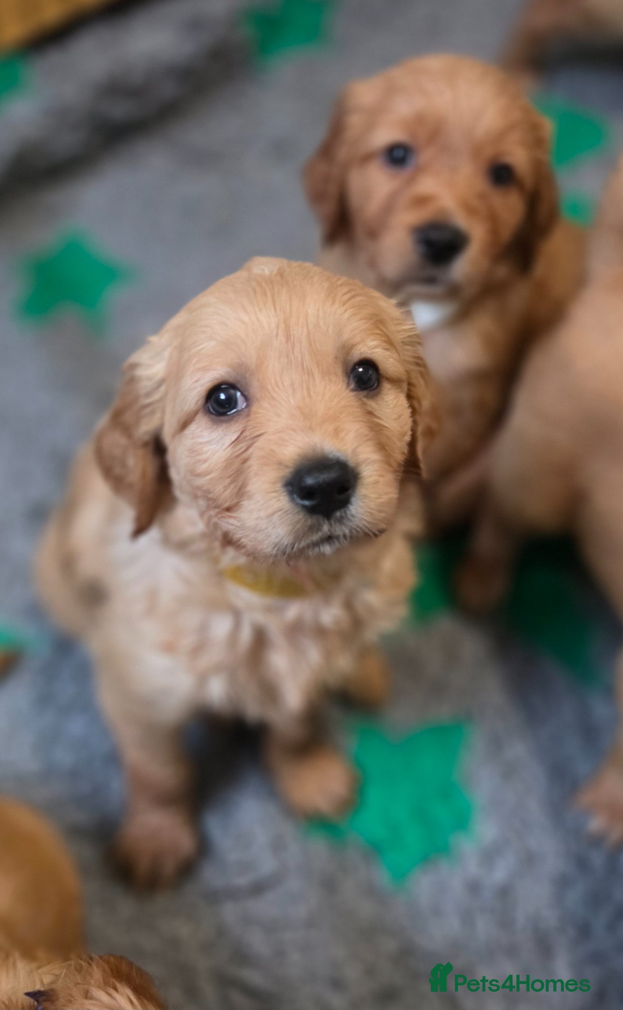 Golden Retriever dogs for sale: Selective litter from health tested parents - Advert 3