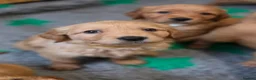Golden Retriever dogs for sale: Selective litter from health tested parents - Advert 3
