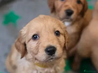 Golden Retriever dogs for sale: Selective litter from health tested parents - Advert 3