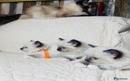 Ragdoll cats for sale: GCCF Pure Ragdoll Seal/Blue Point Lynx Mitted - Advert 16