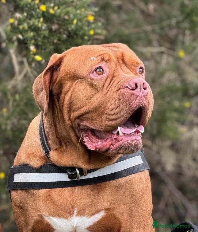 Dogue De Bordeaux dogs Gentle Giant Male Dogue de Bordeaux - Advert 4