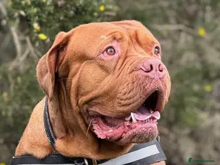 Dogue De Bordeaux dogs Gentle Giant Male Dogue de Bordeaux - Advert 7