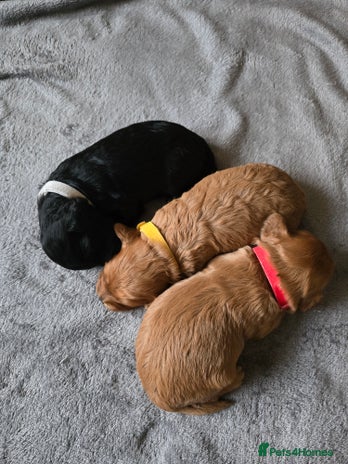 Cavapoo dogs - Advert 1