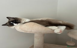 Ragdoll cats for sale: female ragdoll - Image 3