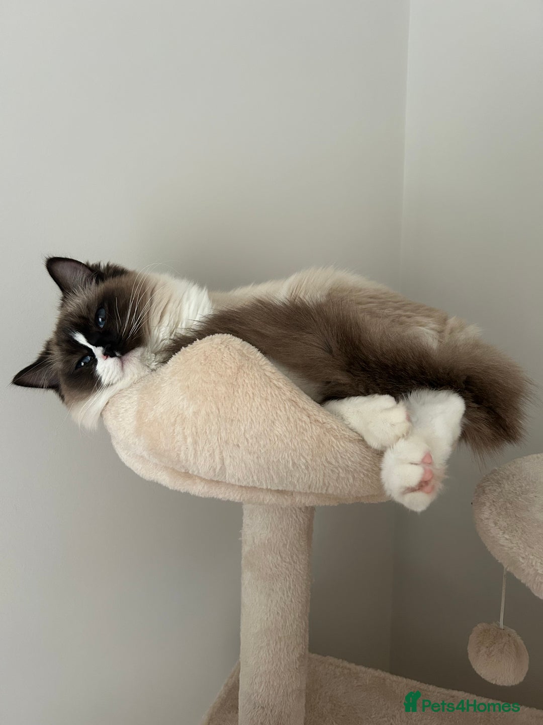 Ragdoll cats for sale: female ragdoll - Image 3
