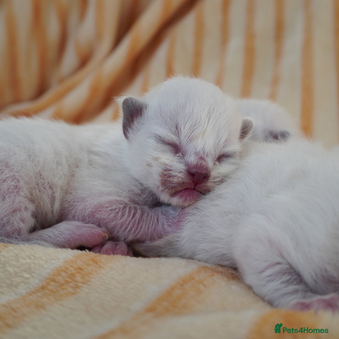 Ragdoll cats for sale: From Our Hearts to Yours – Ragdoll Kittens 💕 - Image 7