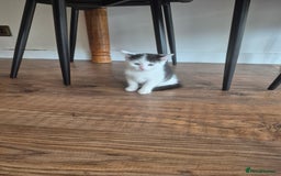 Mixed Breed cats for sale: Kittens - Image 1