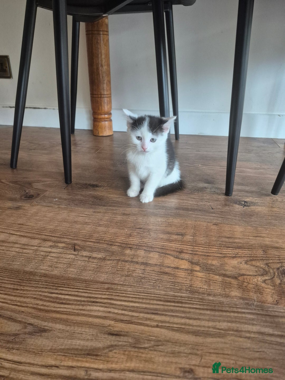 Mixed Breed cats for sale: Kittens - Image 1