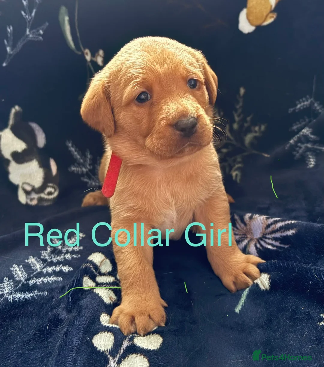 Labrador Retriever dogs for sale: KC Registered Labrador Puppies - Advert 22