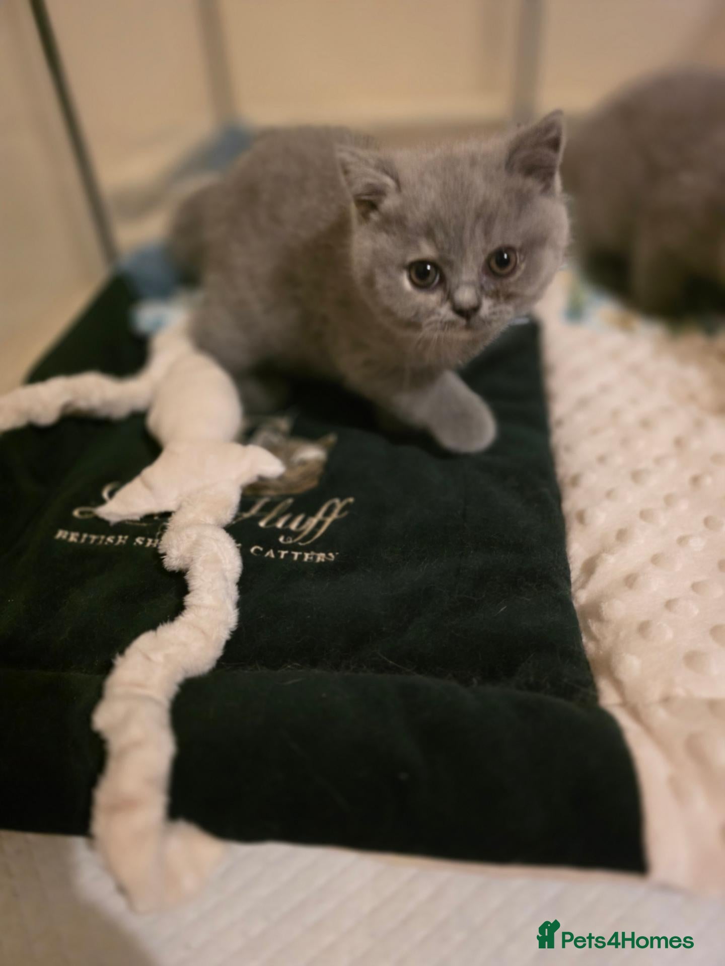 British Shorthair cats for sale: 👑🤎 EXQUISITE BRITISH SHORTHAIR TORTIE PRINCESS  - Advert 2