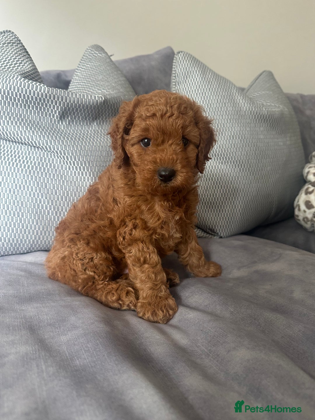 Irish Doodle dogs for sale: F2b Gorgeous miniature Irish Doodles  - Image 1