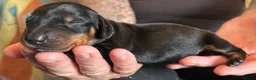 Dachshund dogs for sale: QUALITY KC STANDARD SMOOTH DAHSHUNDS  - Advert 9