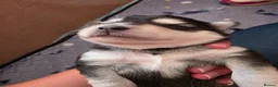 Pomsky dogs for sale: Beautiful f4 pomsky's - Advert 14