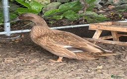 Ducks poultry for sale: 2 duck for sale  - Image 7