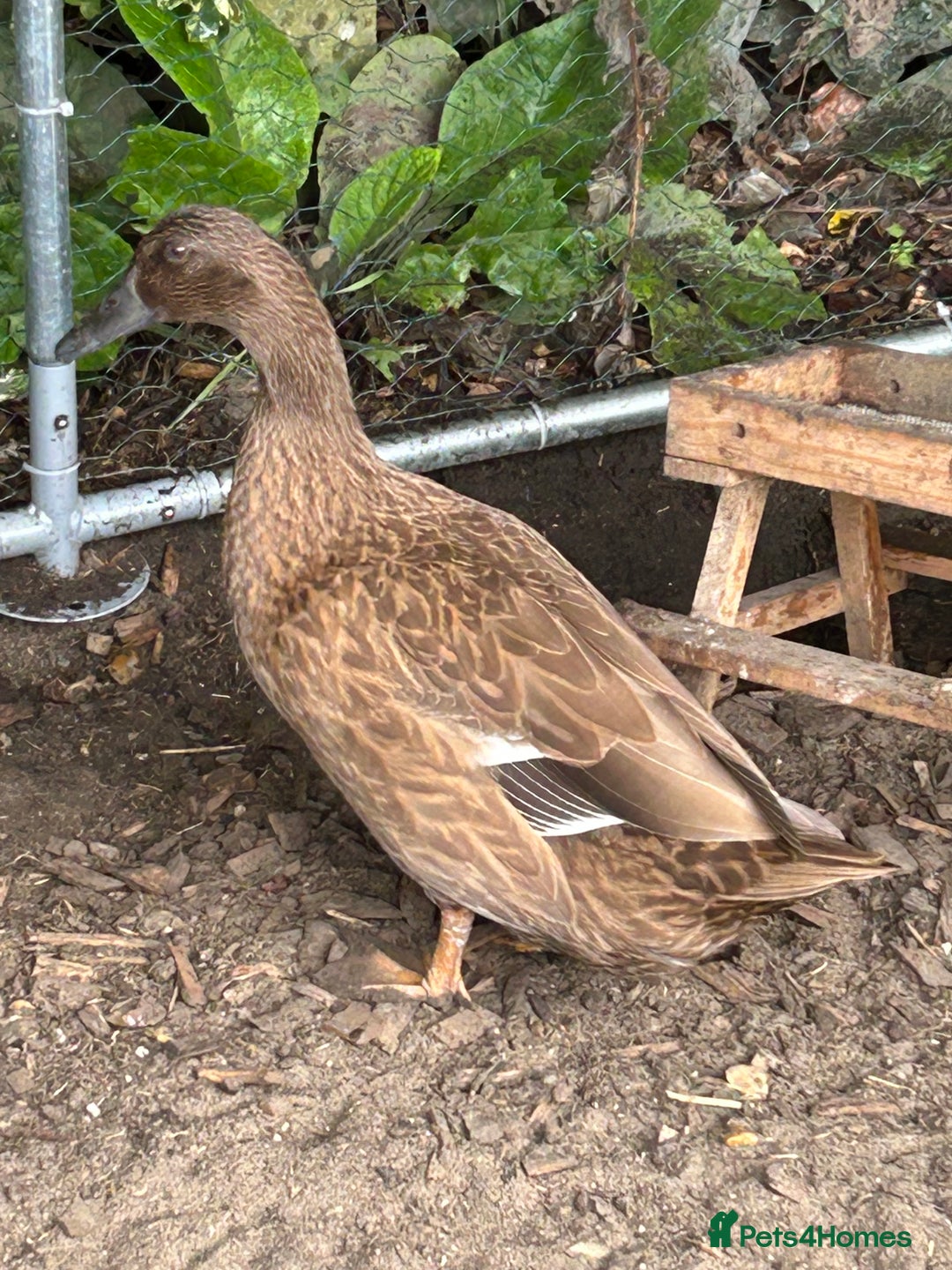 Ducks poultry for sale: 2 duck for sale  - Image 7