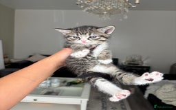Domestic Shorthair cats for sale: 6 female kitten for sale - Image 5