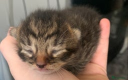 Mixed Breed cats for sale: Mixed litter of beautiful kittens  - Advert 2