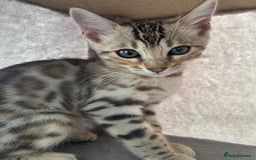 Bengal cats for sale: Multi-coloured bengal for sale (male) - Image 5