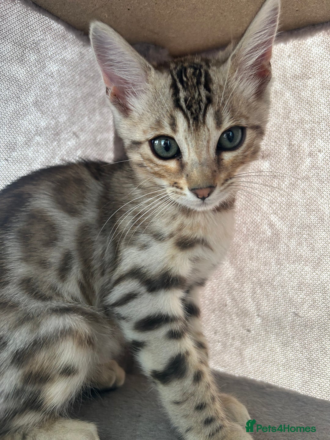 Bengal cats for sale: Multi-coloured bengal for sale (male) - Image 5