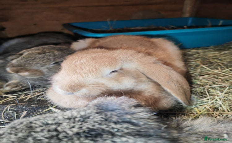 French Lop rabbits - Advert 1