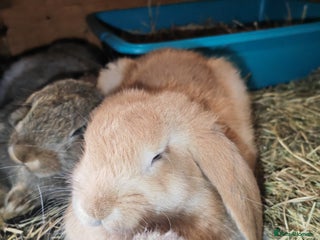 French Lop rabbits - Advert 34
