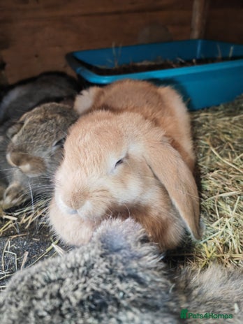 French Lop rabbits - Advert 1