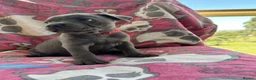Staffordshire Bull Terrier dogs for sale: Our little rainbow litter has arrived! with joy/ki in Aylesbury - Advert 3