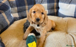 Cocker Spaniel dogs for sale: KC Show Type Cocker Spaniel - Image 4