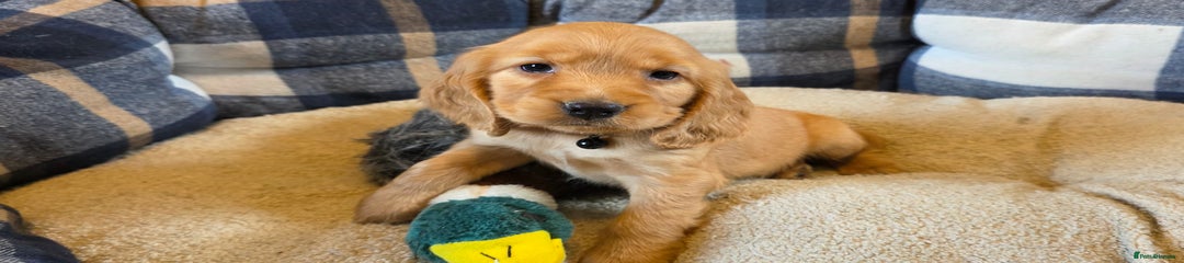 Cocker Spaniel Puppy 2