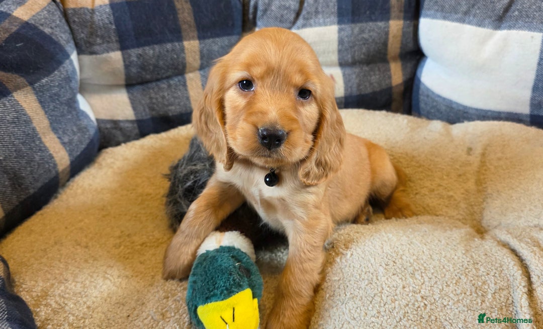 Cocker Spaniel dogs for sale: KC Show Type Cocker Spaniel - Image 4