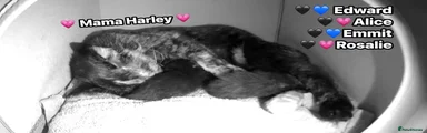 Rosalie - Black Kitten 