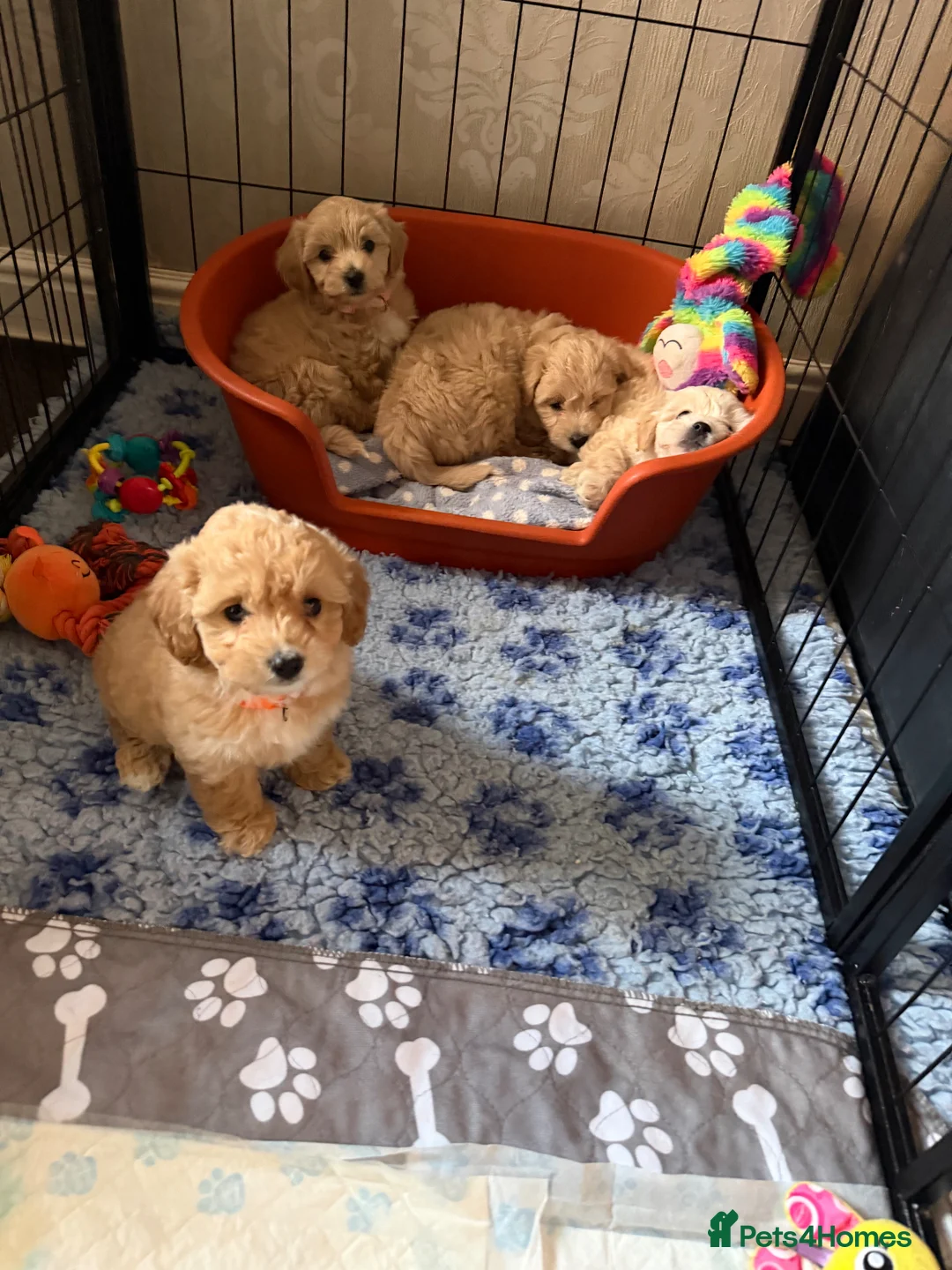 Maltipoo dogs for sale: Stunning Maltipoo puppies looking for a forever 🏡 in Bishop Auckland - Advert 2
