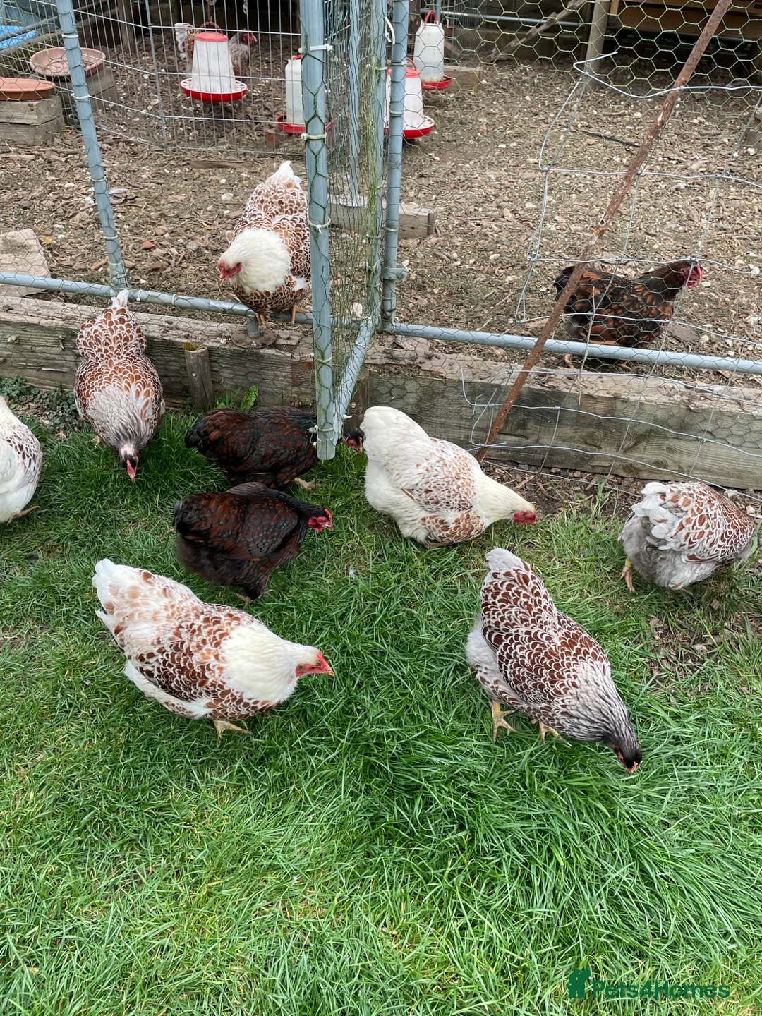 Chickens poultry for sale: Bantam Wyandotte’s needing new home.  in Stockbridge - Advert 1