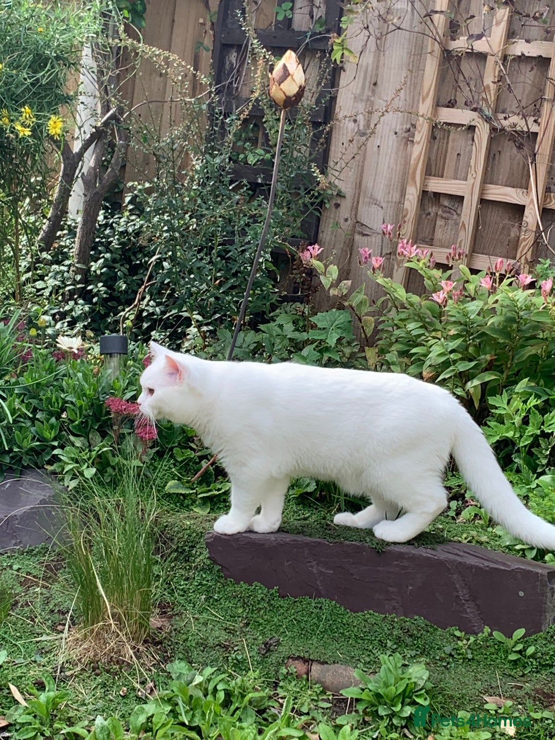 British Shorthair cats for sale: 🐻‍❄️Cuddly Pollar Bear/BSH Boy🐻‍❄️🤪🍼☘️ - Image 5