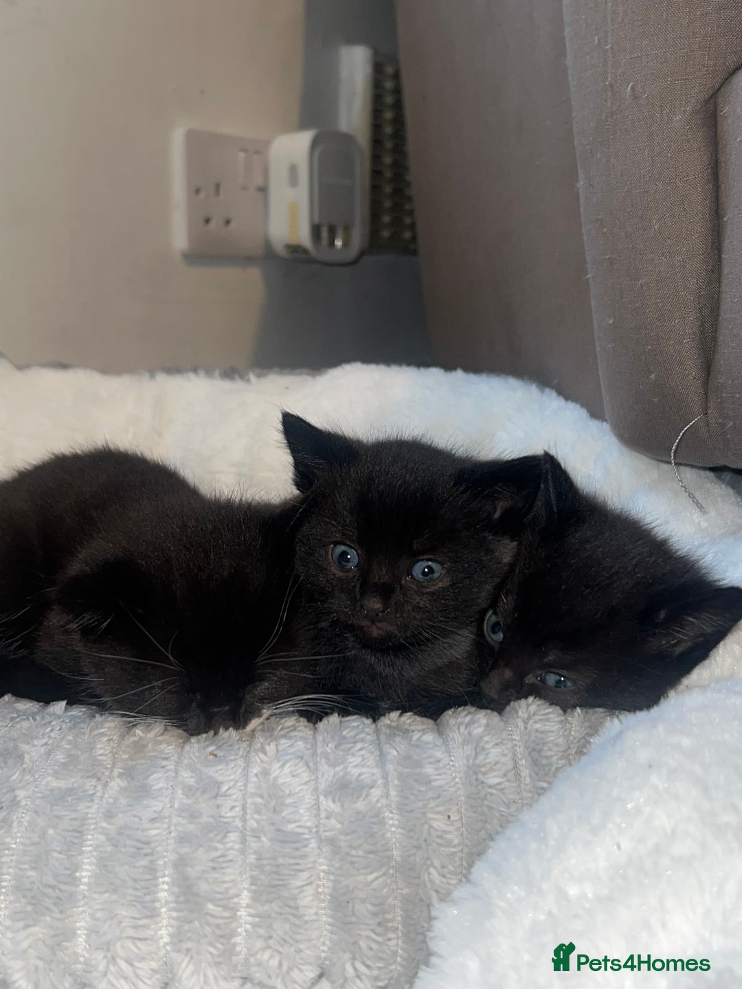 Mixed Breed cats for sale: Kittens Looking for Forever Home  - Advert 2