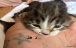 Domestic Shorthair cats for sale: 4 kittens for sale  - Image 6
