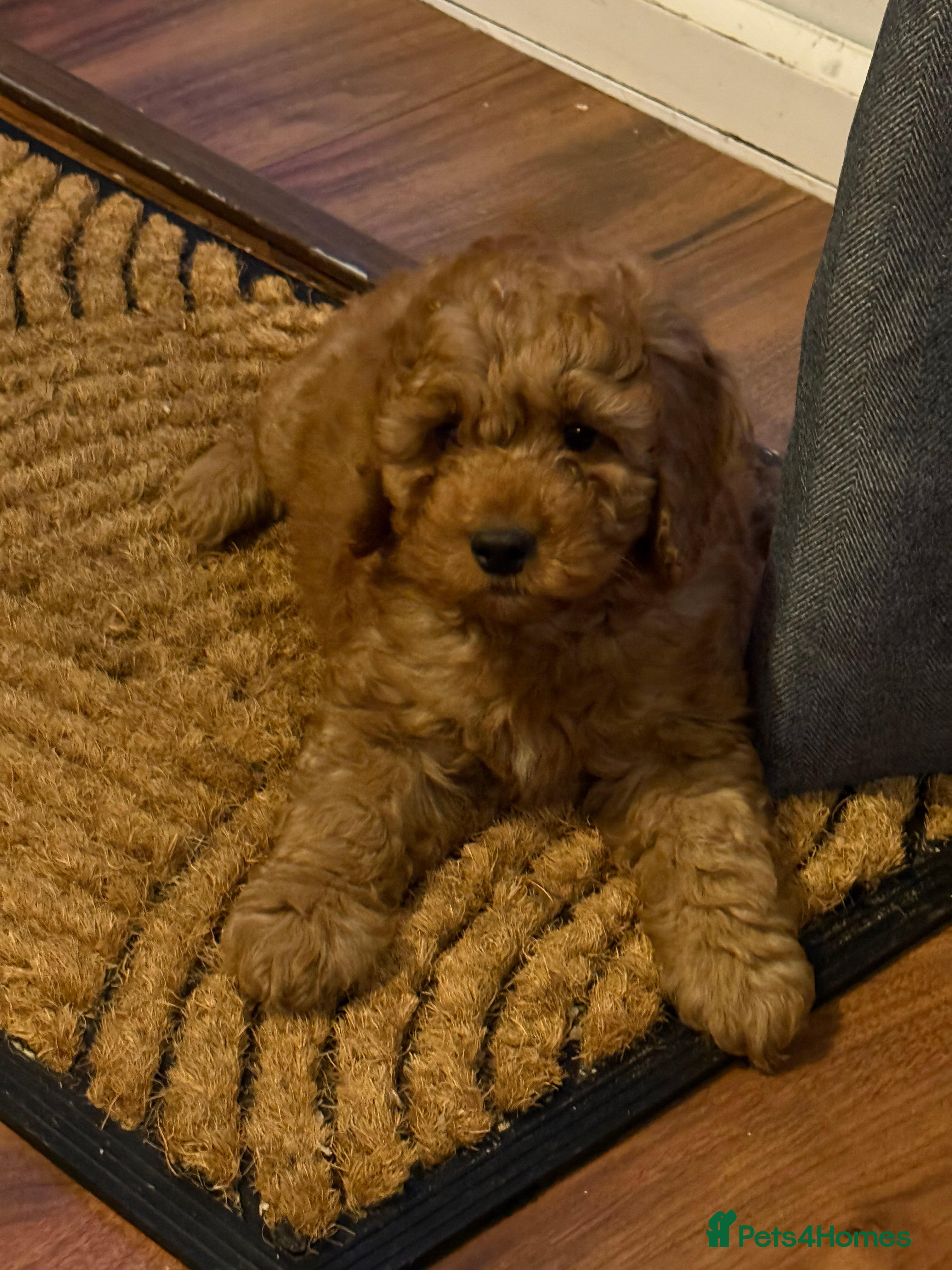 Cockapoo dogs Cockatoo puppies - Advert 3