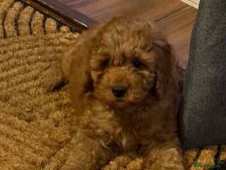 Cockapoo dogs Cockatoo puppies - Advert 10