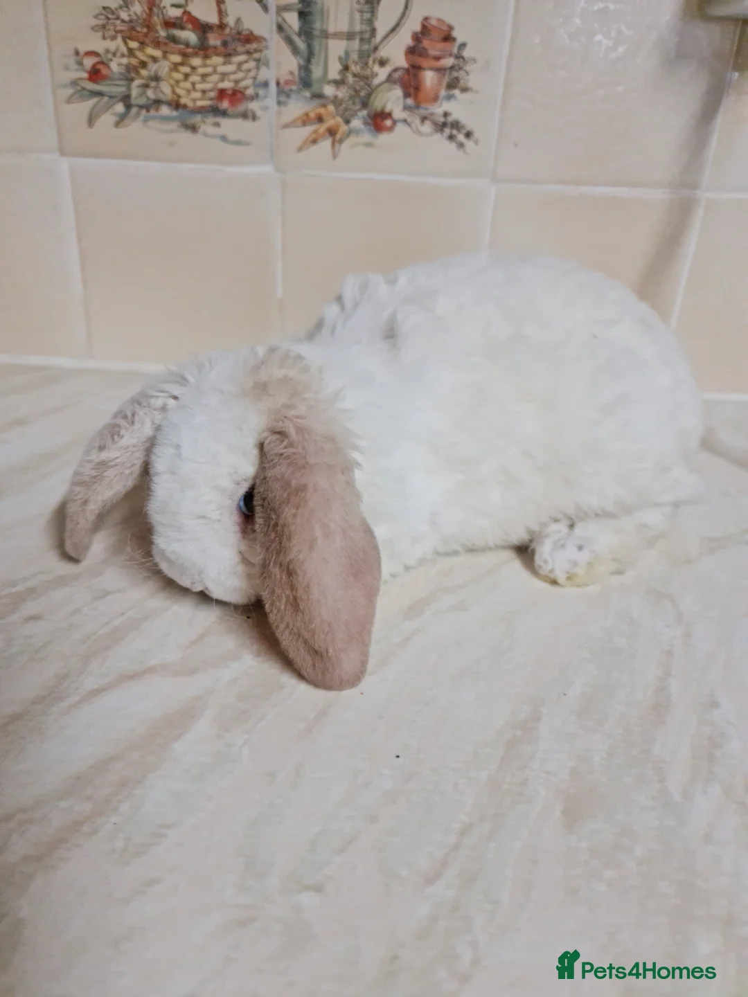 Mini Lop rabbits for sale: 3 mIni PLUSH lops ready 7/03. 2 BLUE EYED! - Advert 7