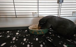Guinea Pig rodents for sale: 4 Guinea pigs for adoption - Image 3