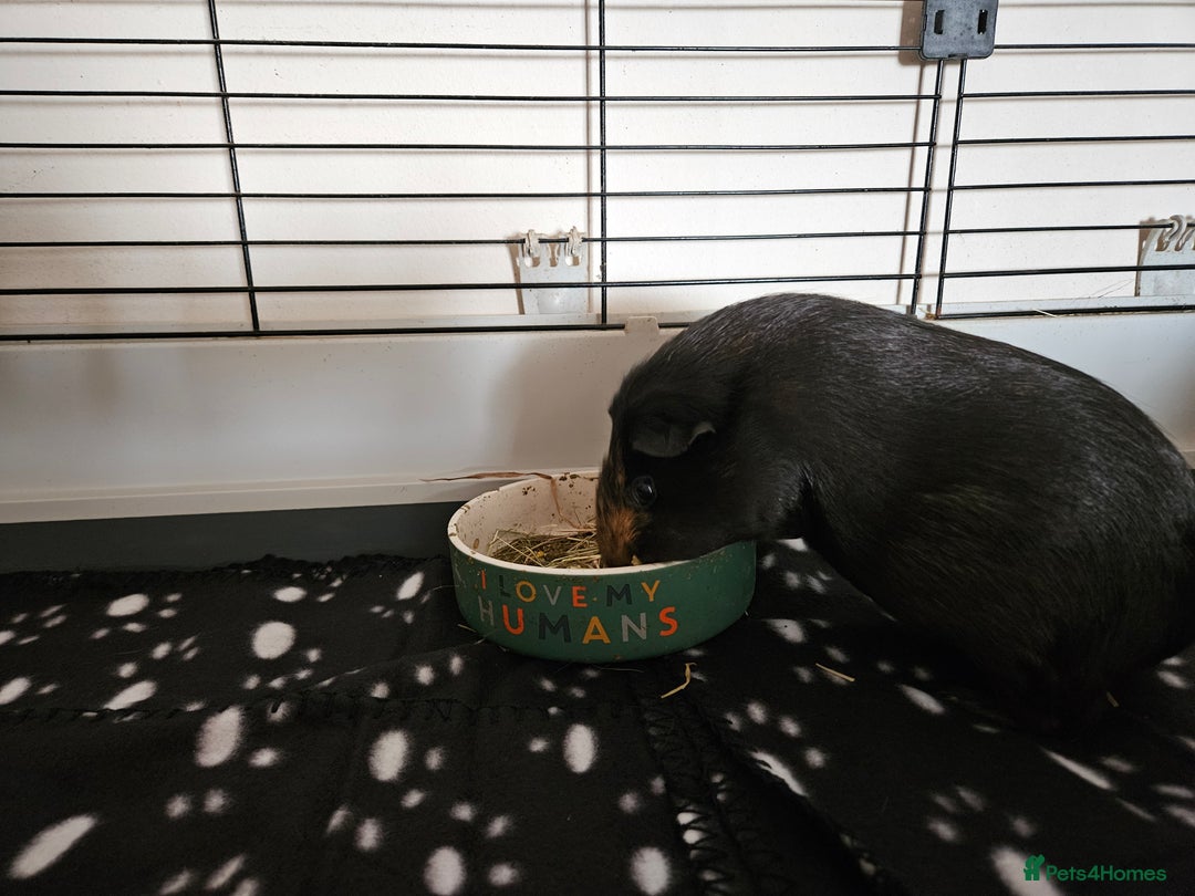 Guinea Pig rodents for sale: 4 Guinea pigs for adoption - Image 3