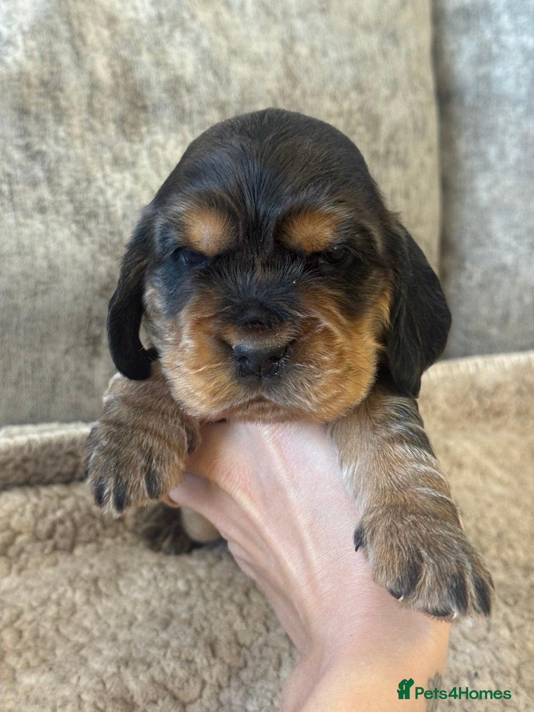 Cocker Spaniel dogs for sale: 100% SHOWTYPE KC REGISTERED HEALTH TESTED - Advert 7