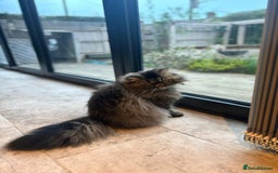 Persian cats for sale: Full Pedigree GCCF black Smoke Persian 18 months - Image 2