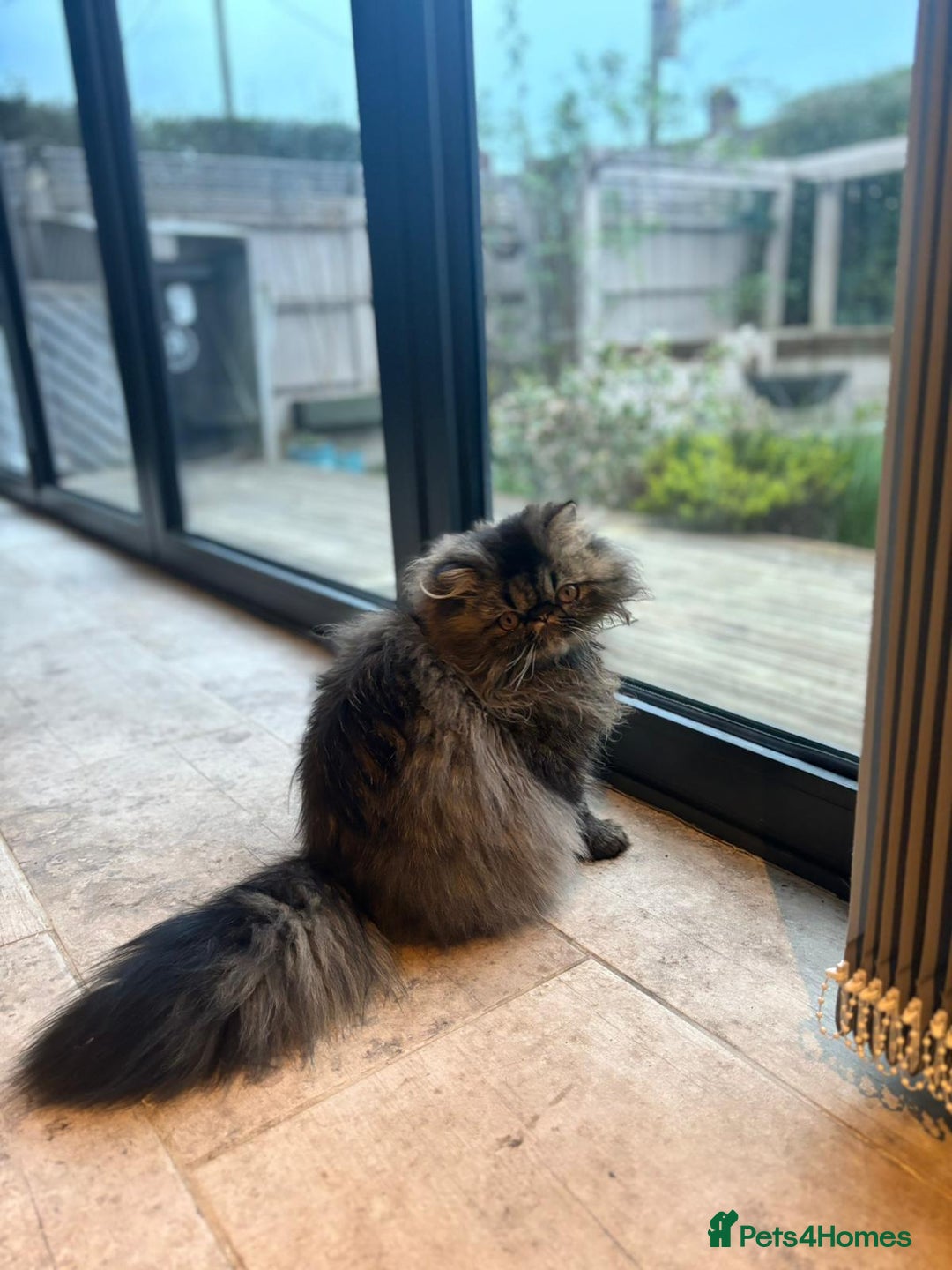 Persian cats for sale: Full Pedigree GCCF black Smoke Persian 18 months - Image 2