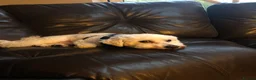Mixed Breed dogs for stud: Bichon Frisé - Toy Poodle Mix for Stud Duties in Watford - Advert 3