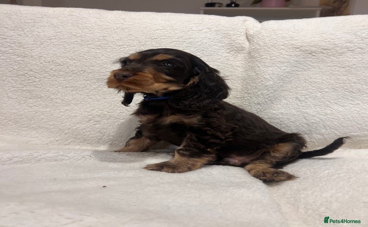 Cocker Spaniel dogs Show cockers champion bloodlines. simbawood lines. - Advert 11