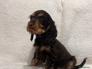 Cocker Spaniel dogs Show cockers champion bloodlines. simbawood lines. - Advert 18